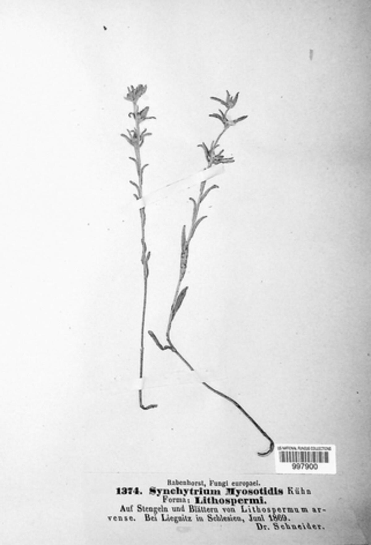 Synchytrium myosotidis image
